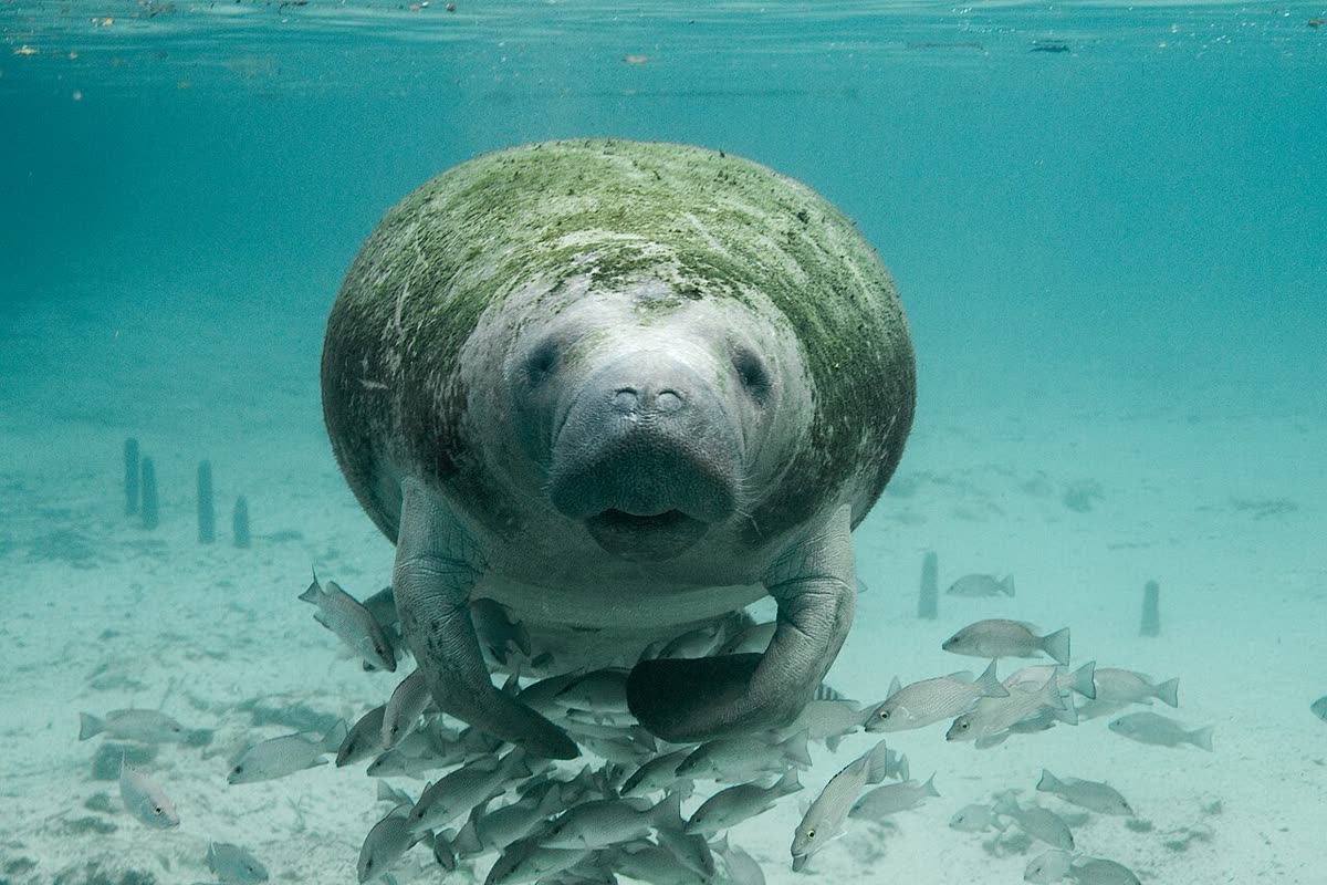 Un manatí de Florida nadando entre peces en aguas claras